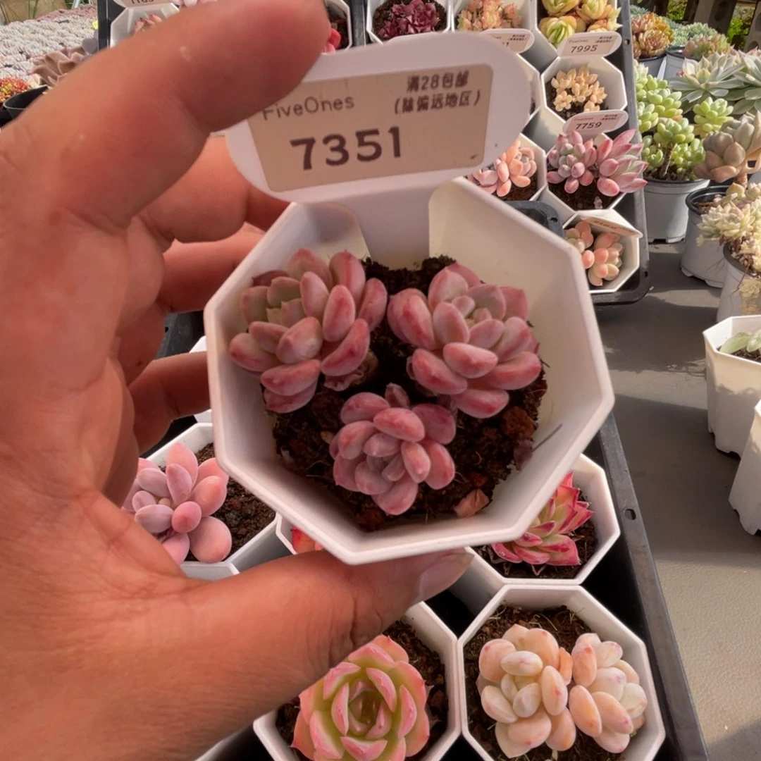 7351水晶琥珀4.5厘米