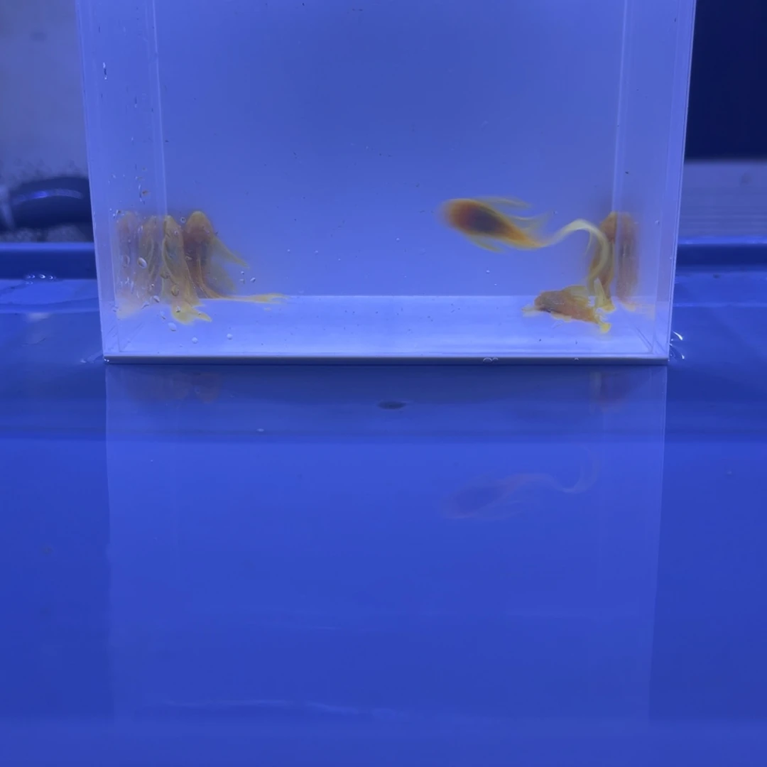 孔雀鱼大帆5条开箱视频报损
