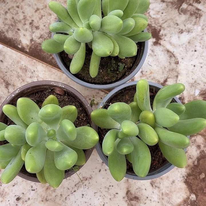 芒果奶双头起五颗