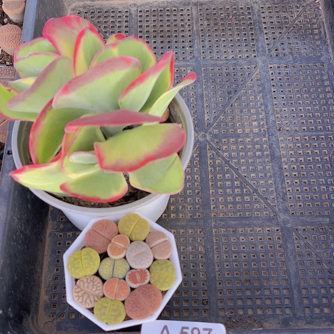 多肉597多肉植物,