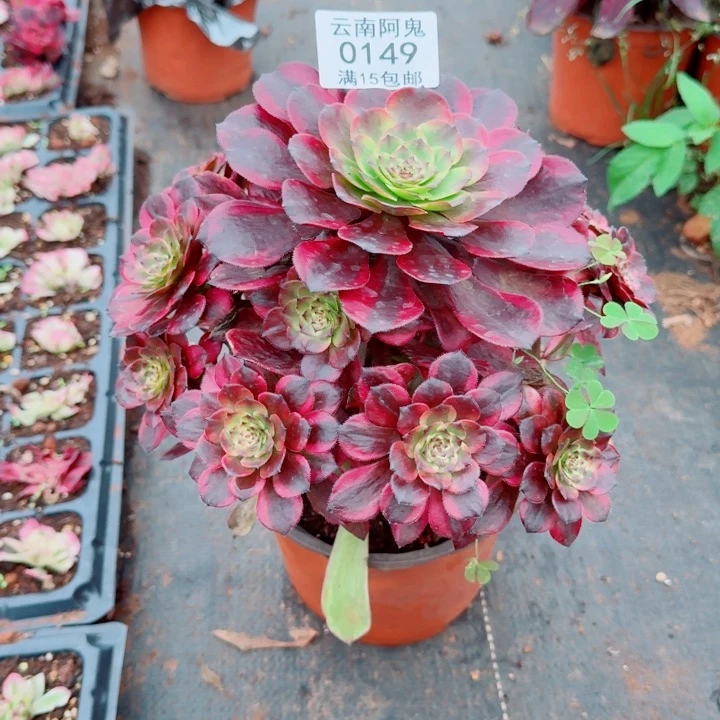 0149号烟花啊啊啊