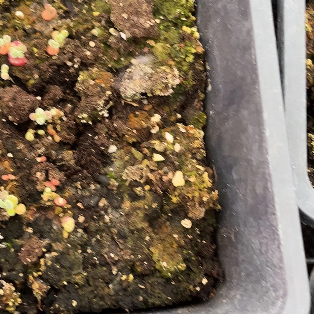 ****宝实生冰晶优选枝干番杏