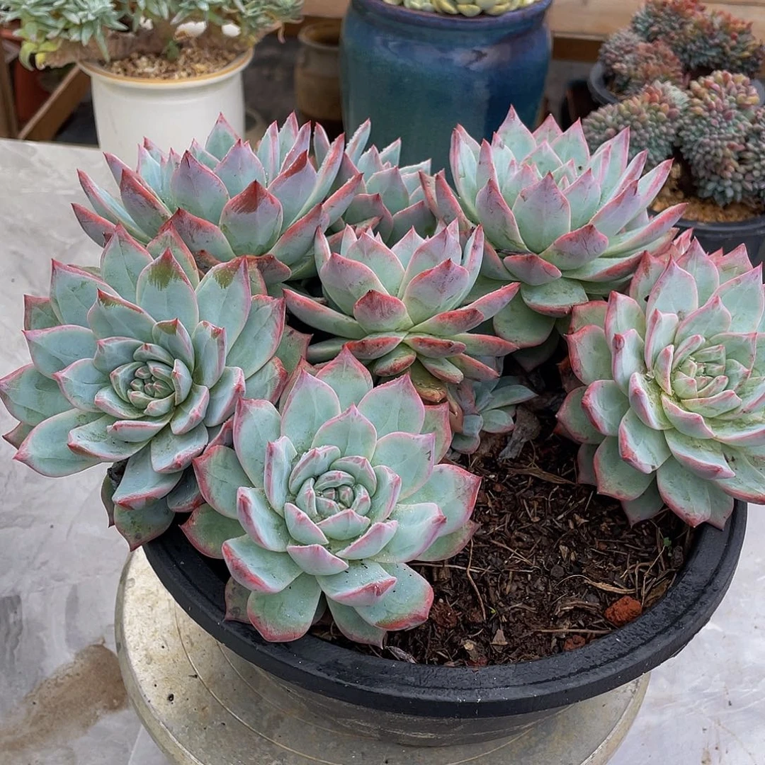 雨***！粉蓝鸟多肉植物群