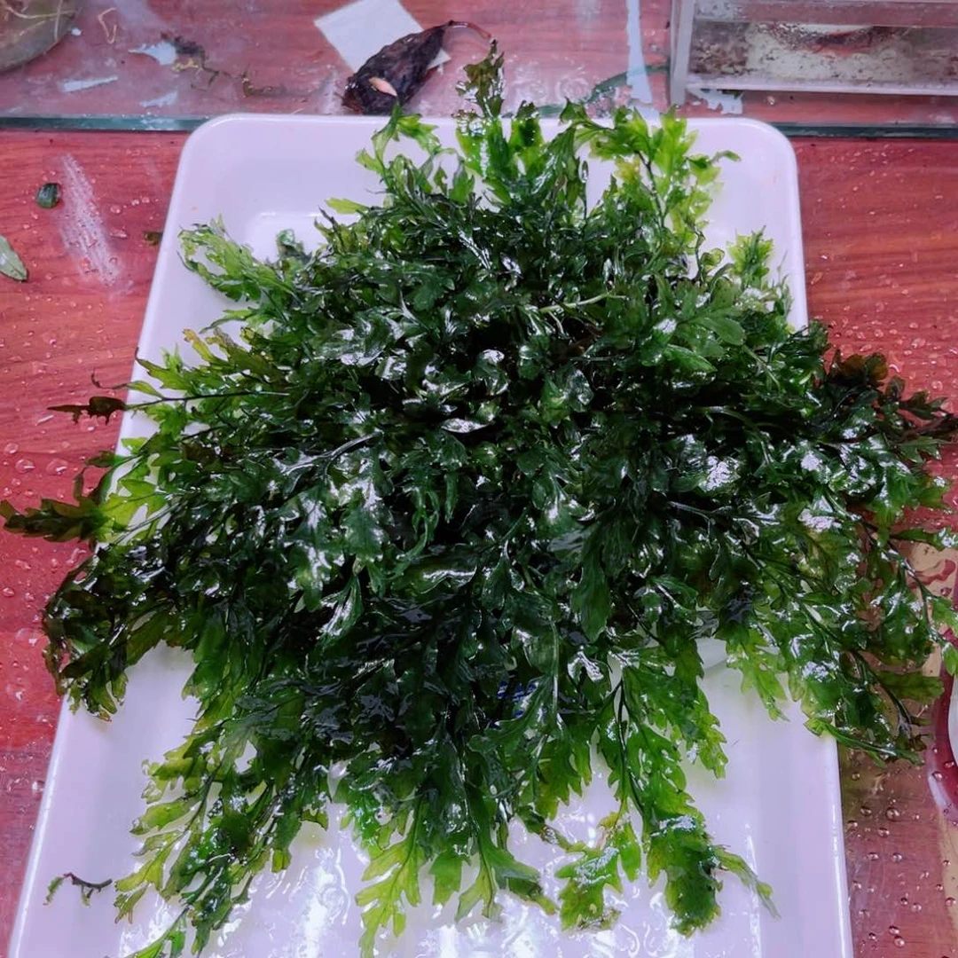 黑木蕨超级精品一个