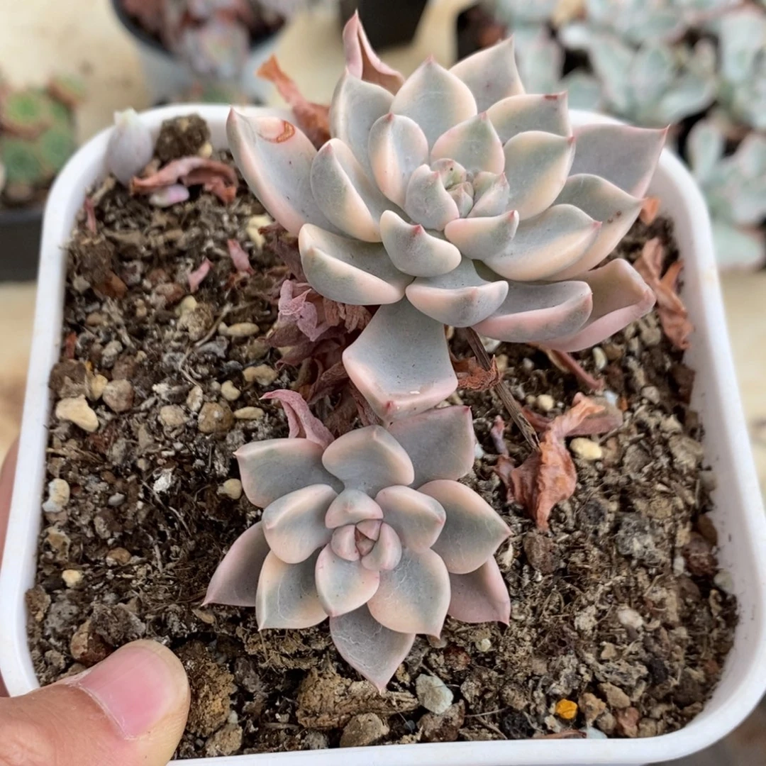 红粉佳人多肉植物8534