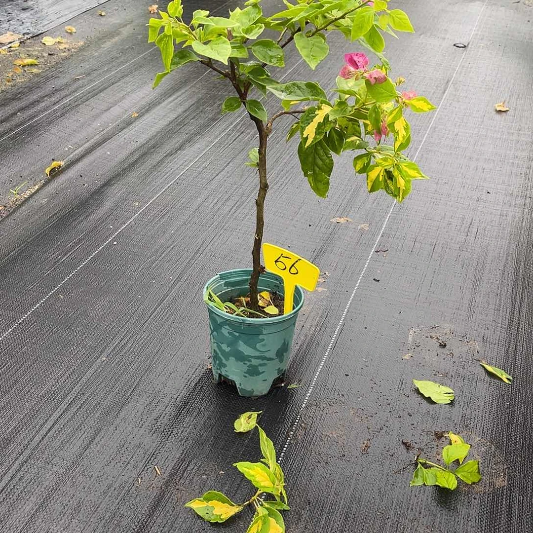 ****乐当前无花栽培后可以开花516金心双色有旧伤