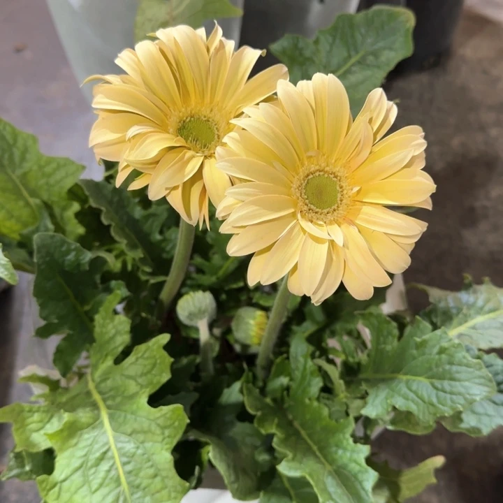 原盆原土一加仑非洲菊香格里拉