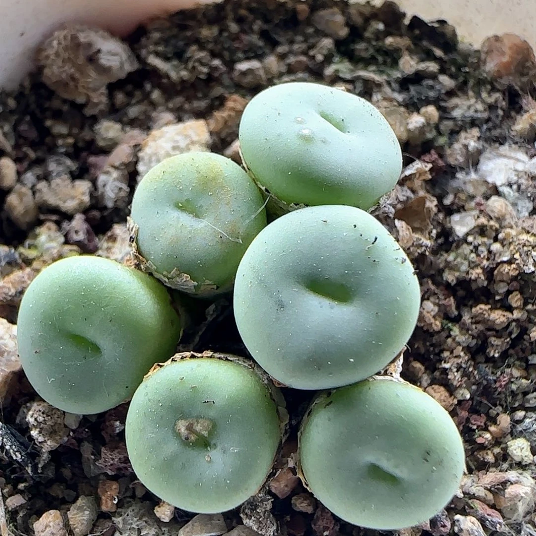 开播发布会现场40782