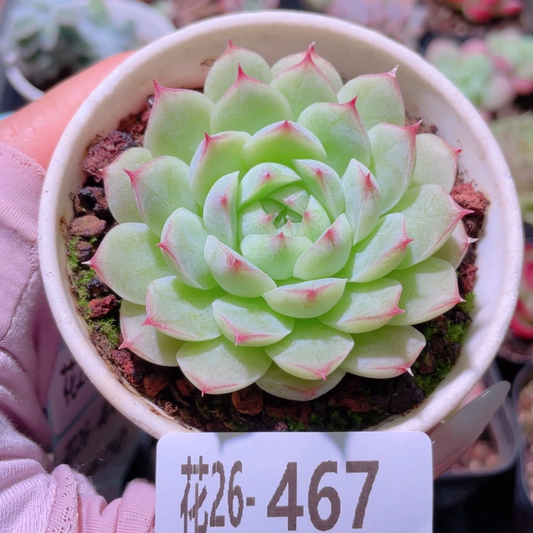 花利美26-467女王玫瑰