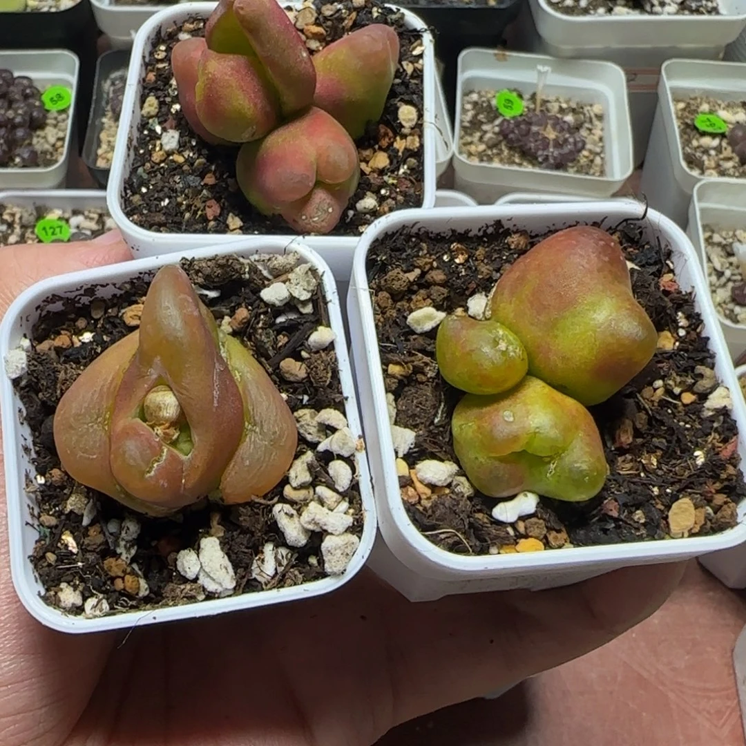 ᥇***ᦔ专拍漂亮多肉植物235