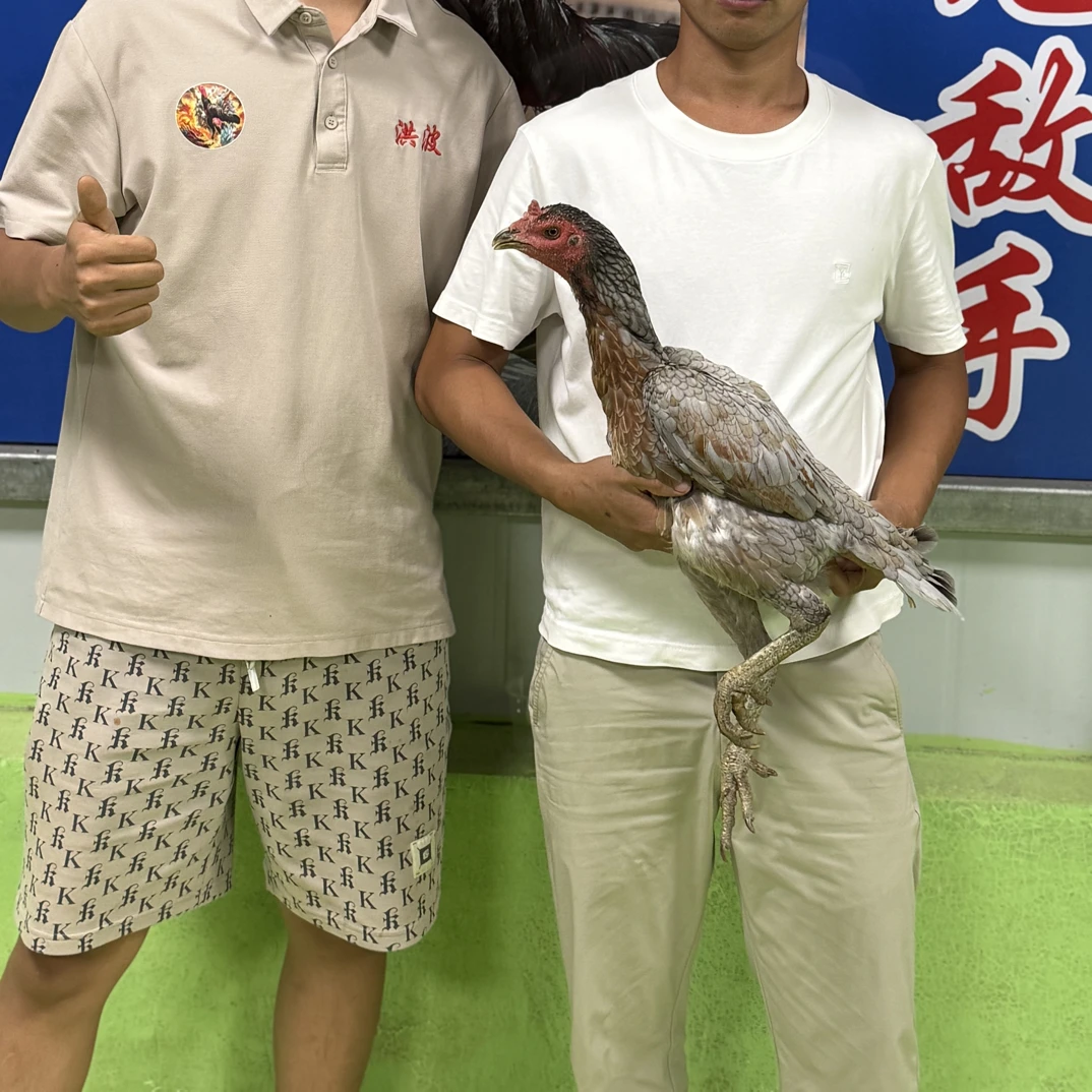 波总黑包公打背血统