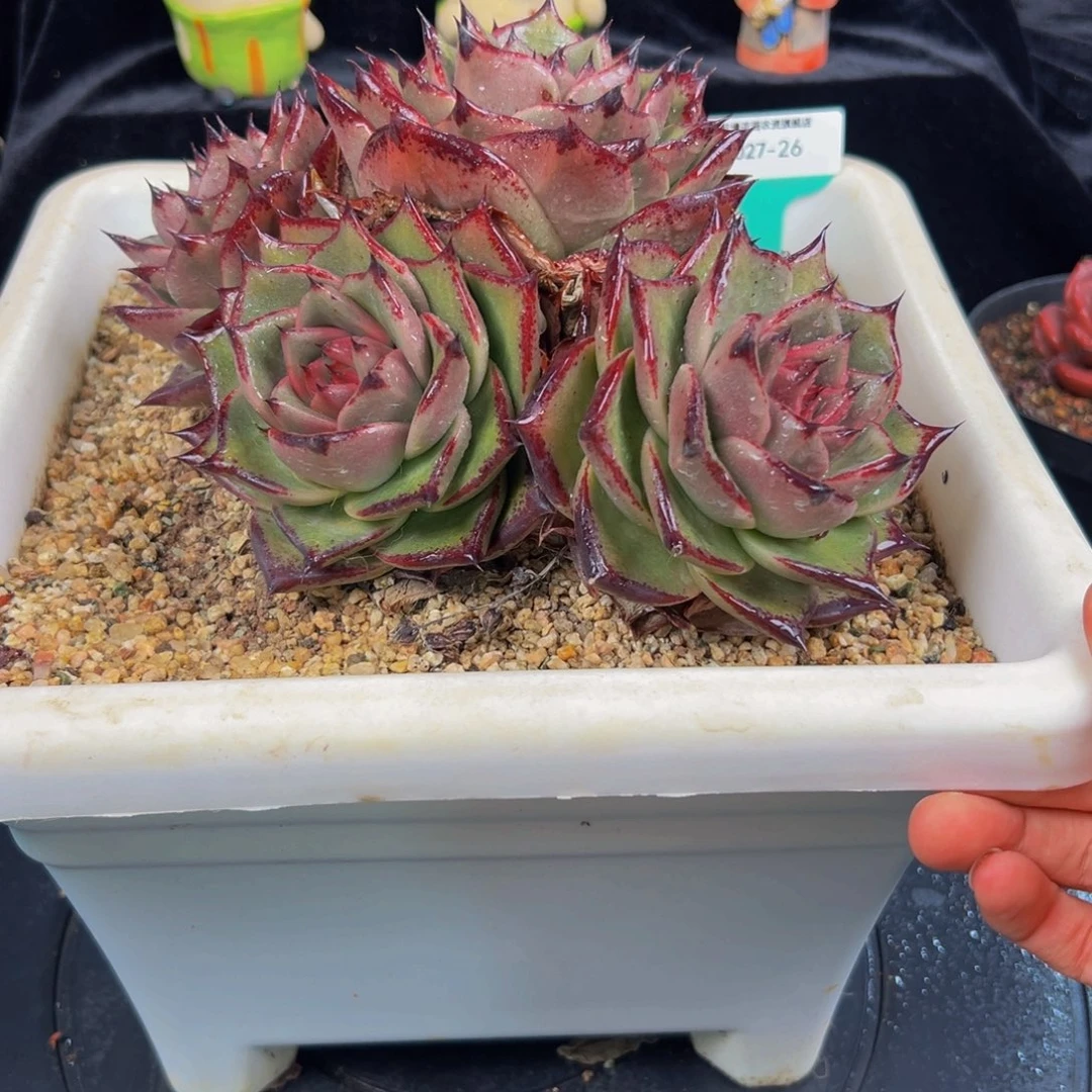 从前慢多肉编号1027-26