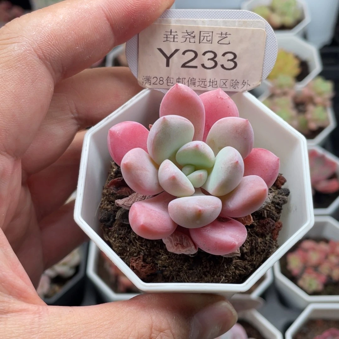 白鹭0233-4.5厘米