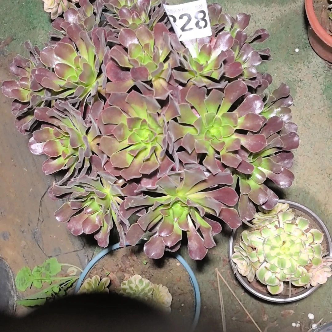 828欧紫花花2-3法师