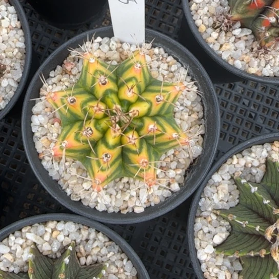 55-0122泰国发货多肉