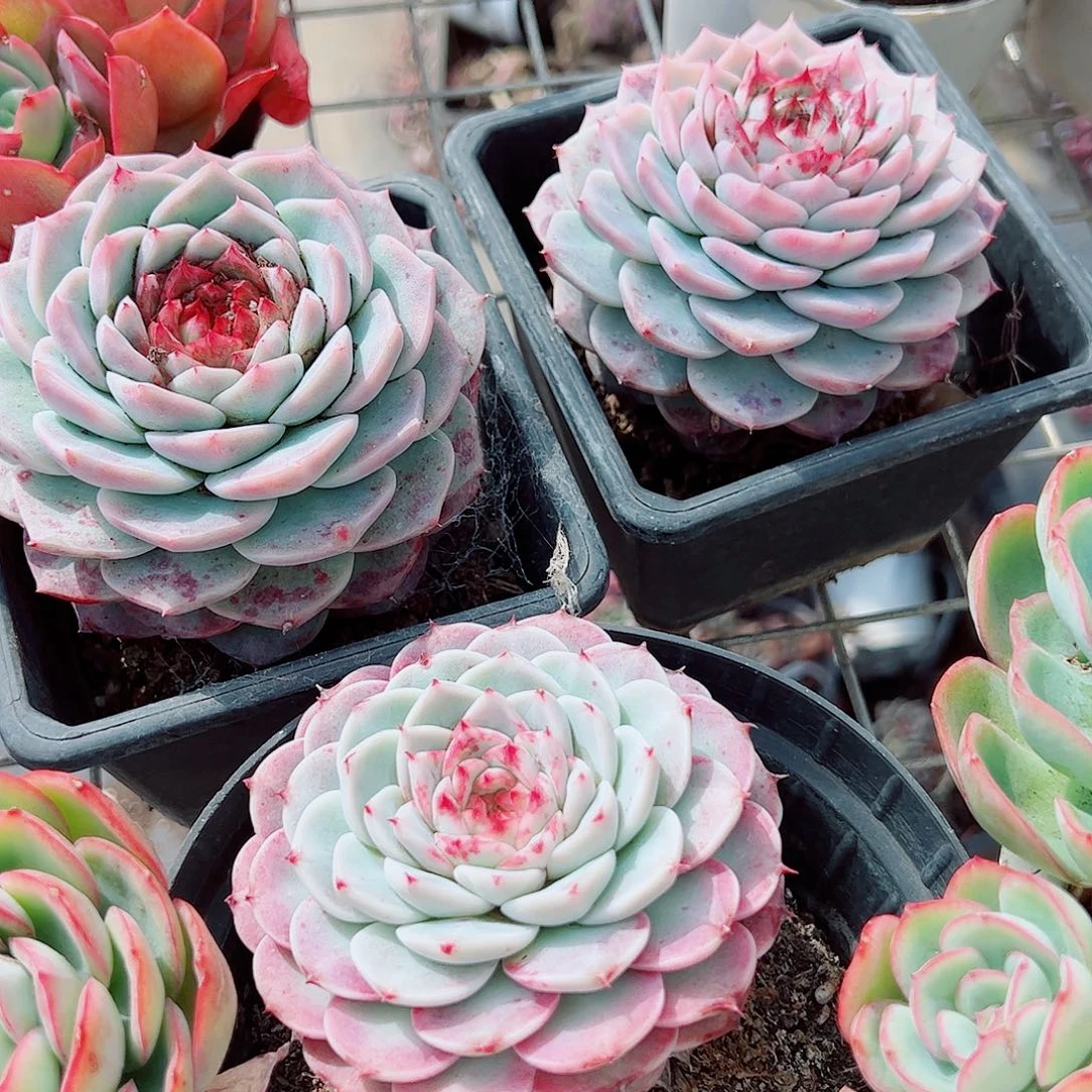 天鹅绒大单头精品特价三盆