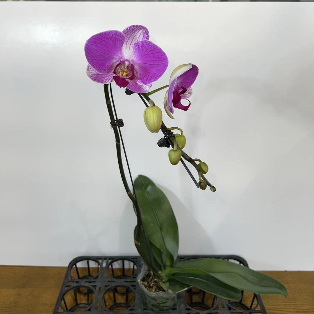 予兰花卉（情人2号）带花带花苞3.0寸杯发货
