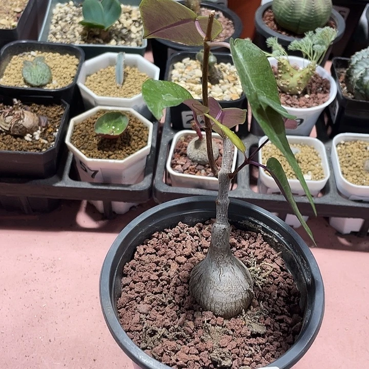 029紫背箩魔块根植物