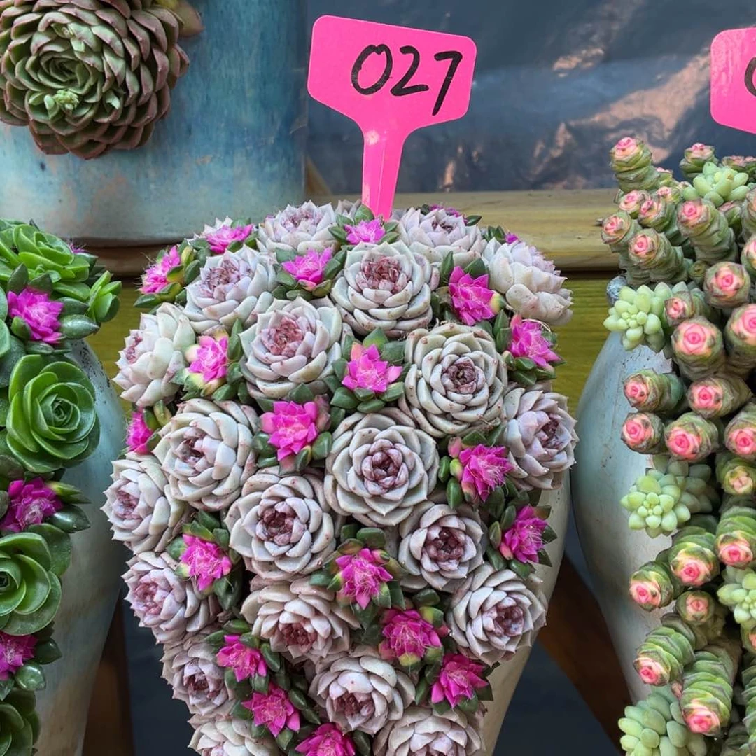 这个是真的很好看027