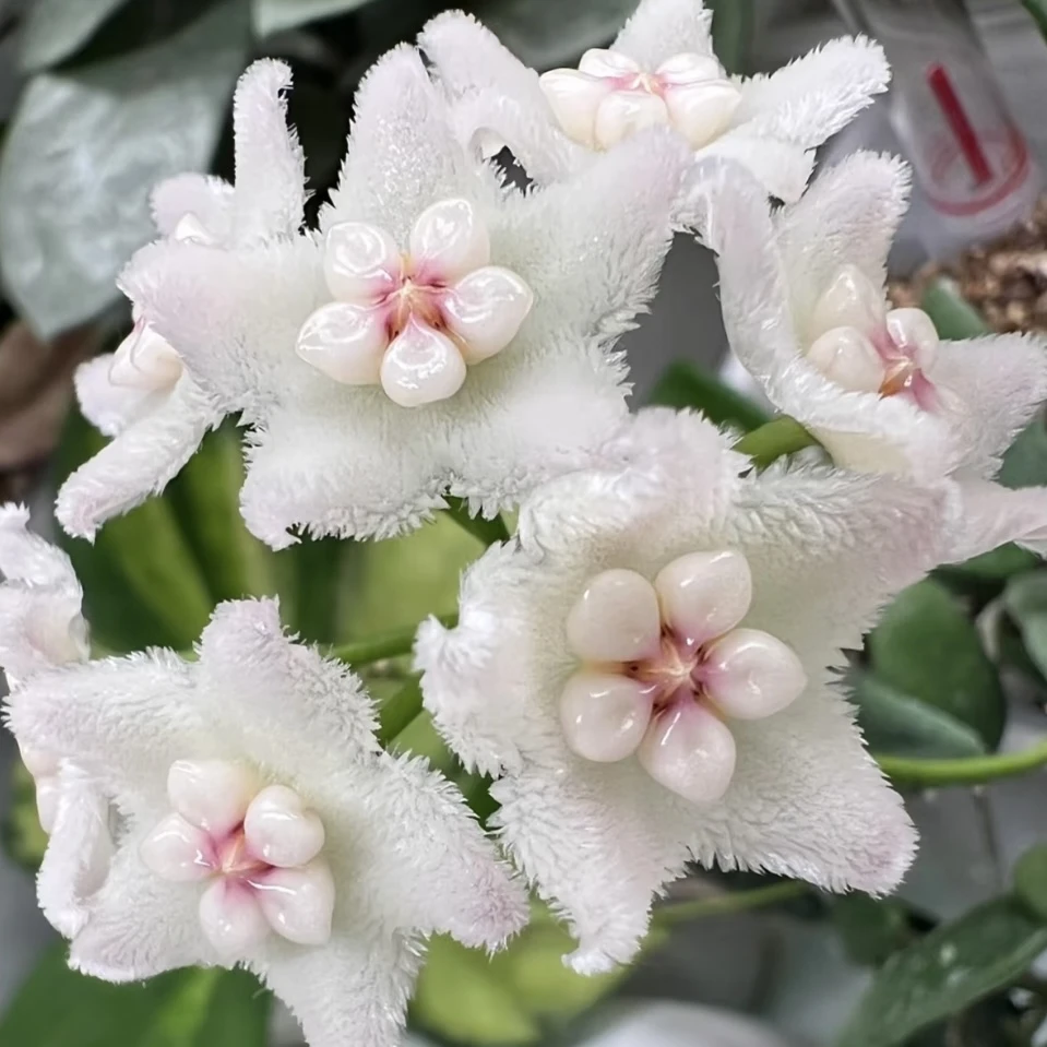 香花外锦球兰兰花草勤花品种花卉垂吊植物花香香甜绿植