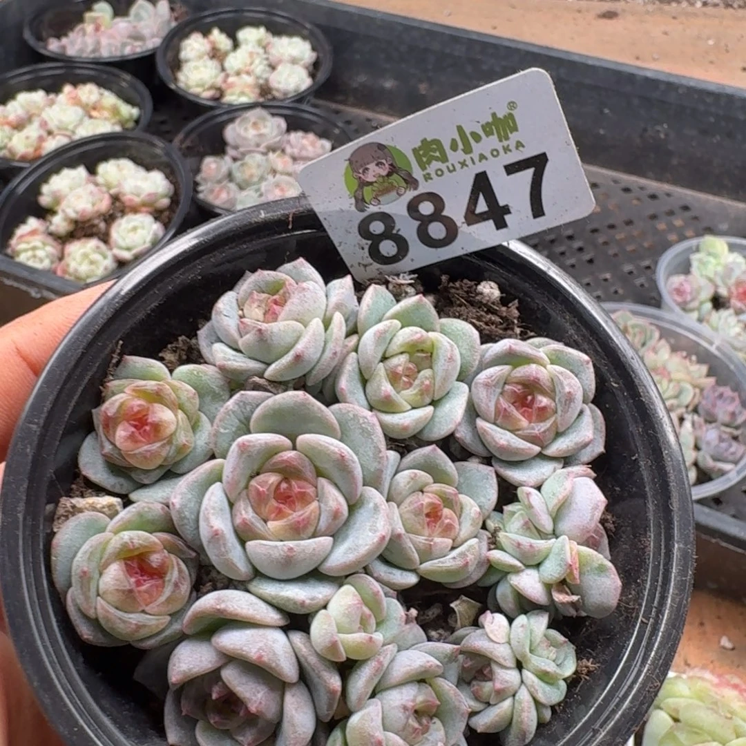 多肉植物多肉植物