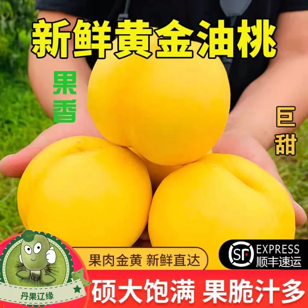 顺丰包邮丹东黄金蜜桃芒果桃黄肉油桃应季当季时令新鲜孕妇水果
