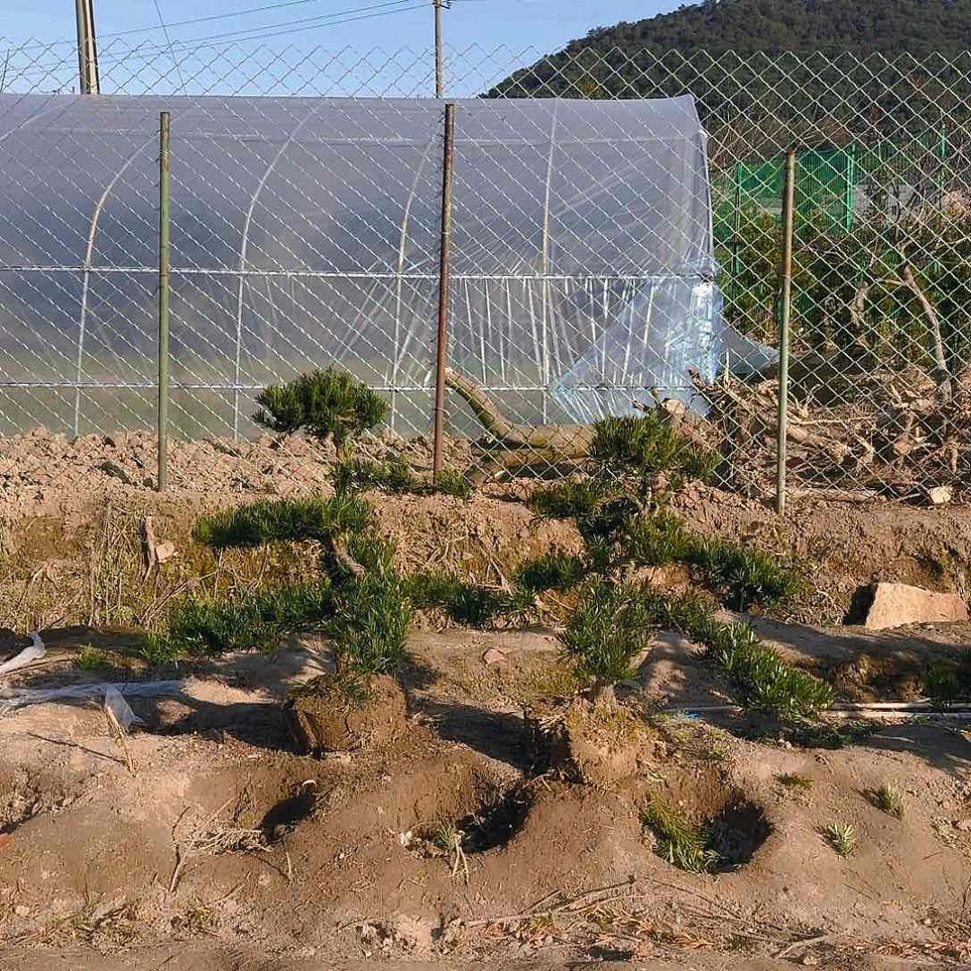 罗汉松盆景艺术山***哥