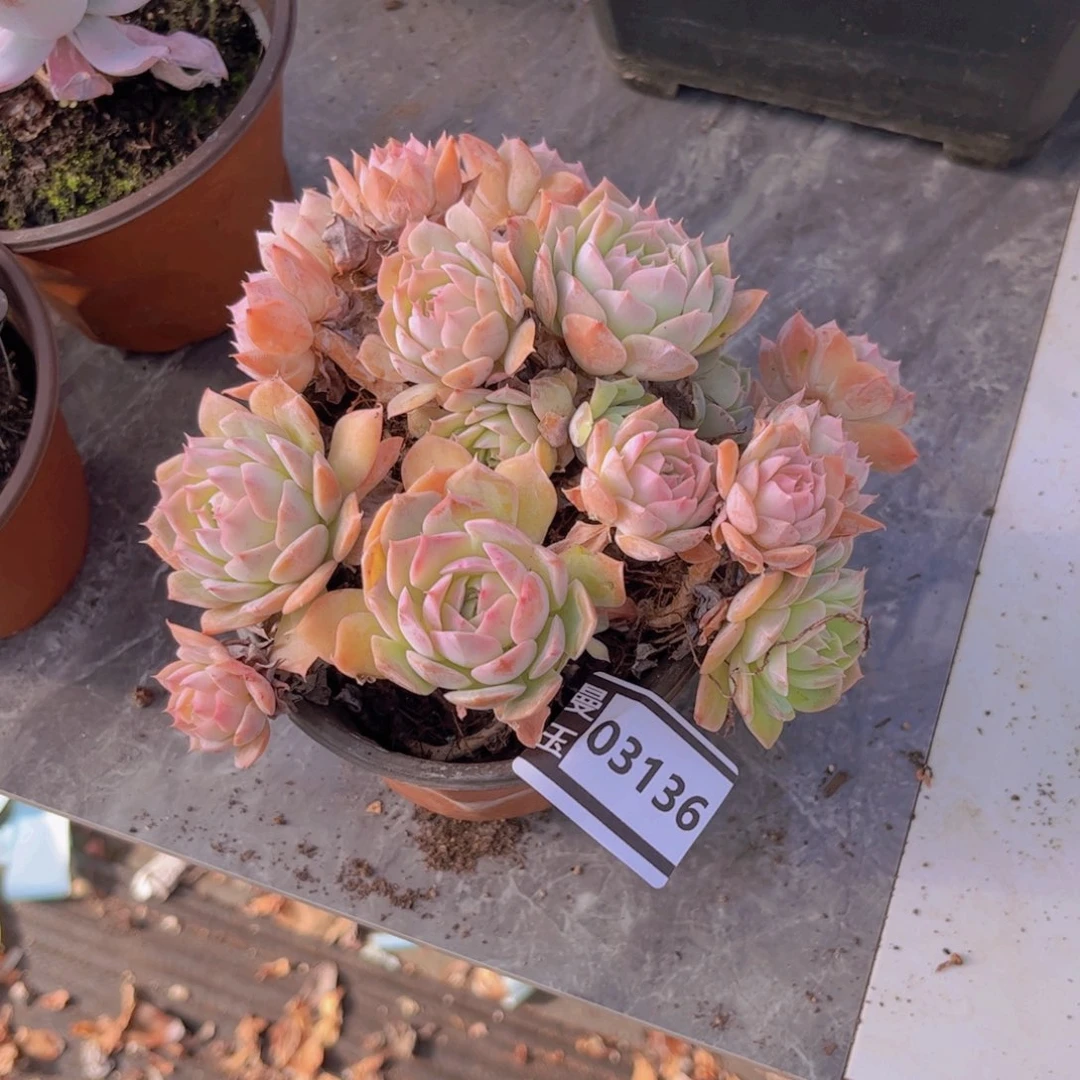 不知名多肉植物03136