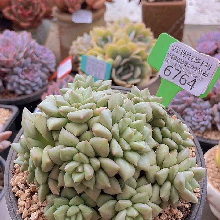 6764黄金象牙。