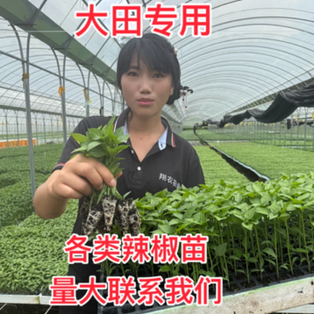各类辣椒苗子量大联系客户