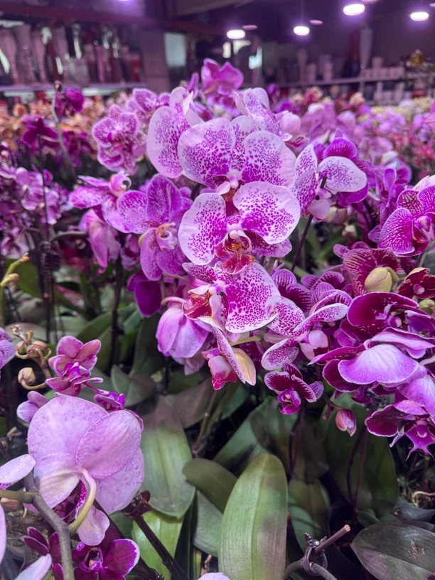 斑点蝴蝶兰，单颗