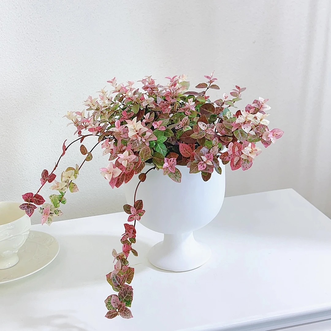 花叶络石盆栽室外阳台五彩观叶绿植养空气花卉空气室内花卉盆栽