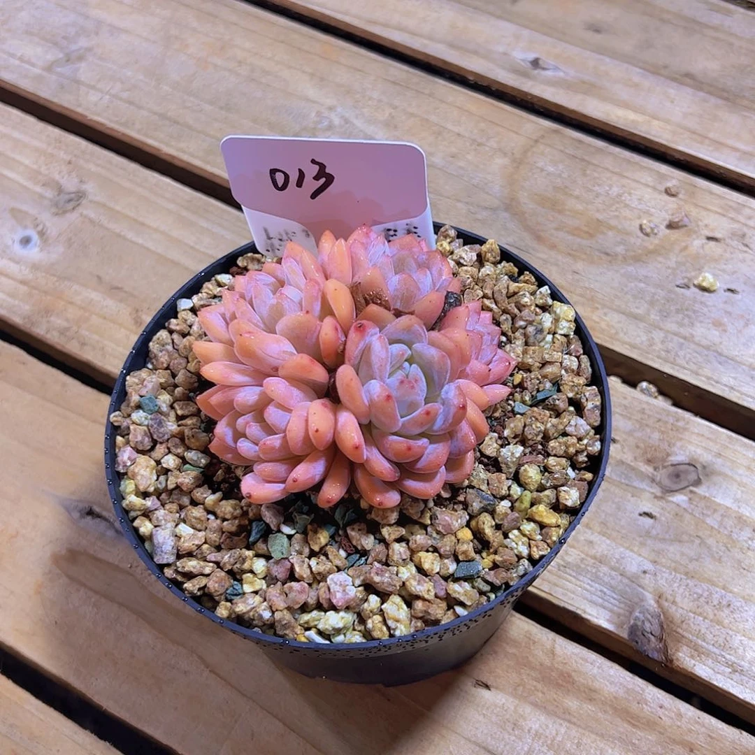 ?****?013橙子捧花。。。。。