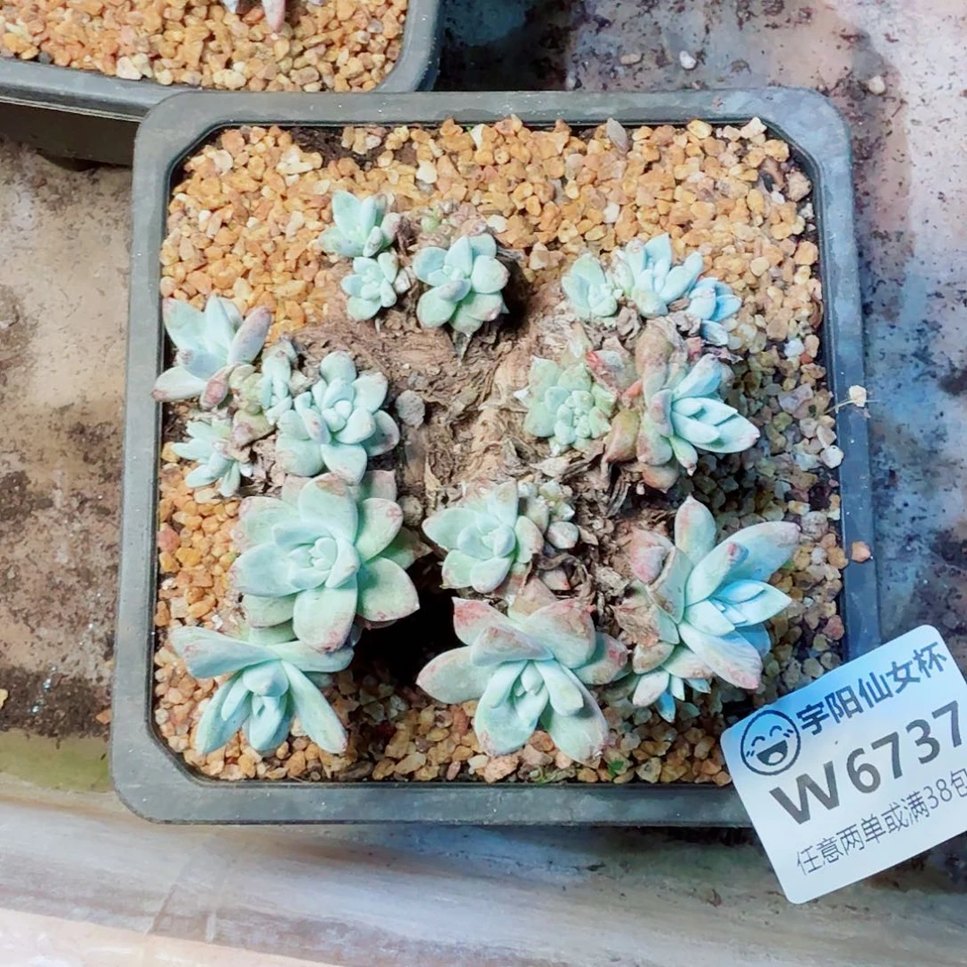 6737苹果叶杂仙女杯多肉