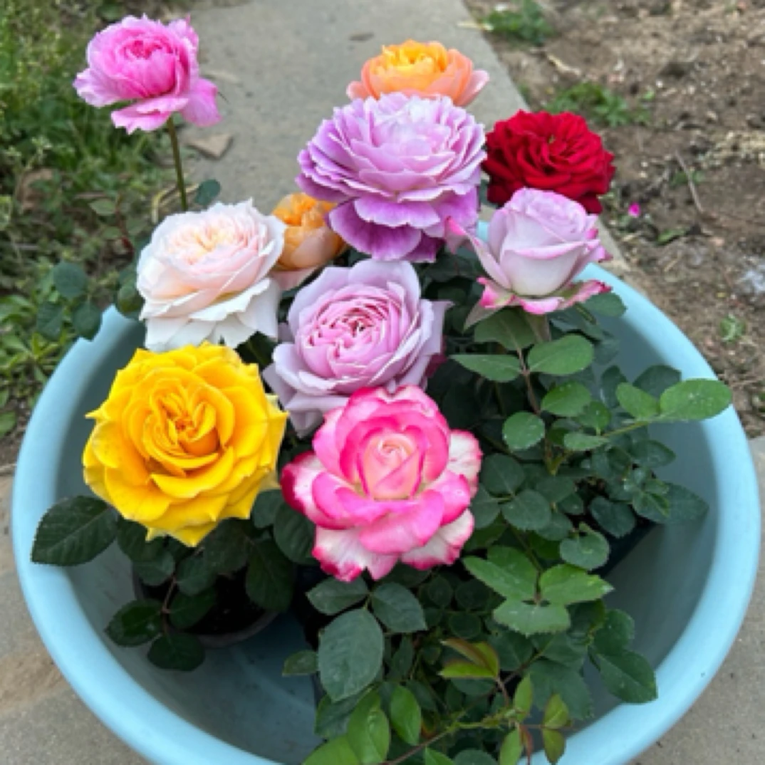 【组合小苗】-玫瑰花苗花卉盆栽大花月季四季带花苞室内外阳台观