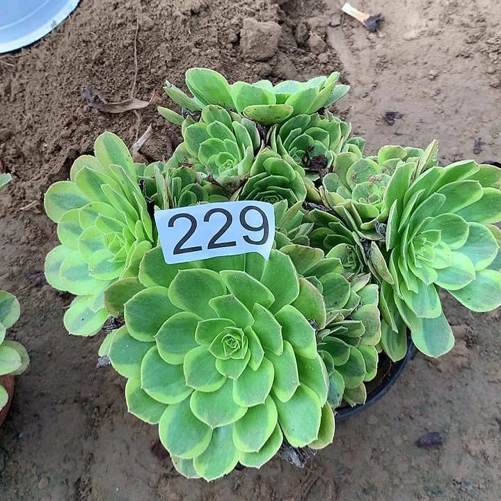 无花朵229奶白多肉植物