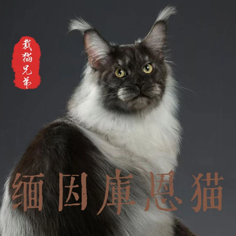缅因猫幼猫纯种活体