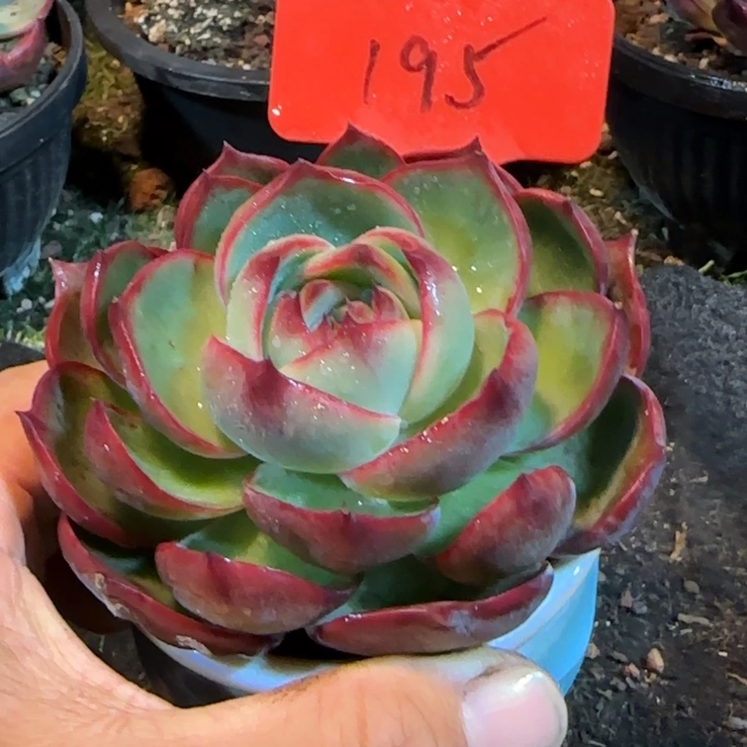 玫瑰惊鸿一物一拍包装收缩花旱195