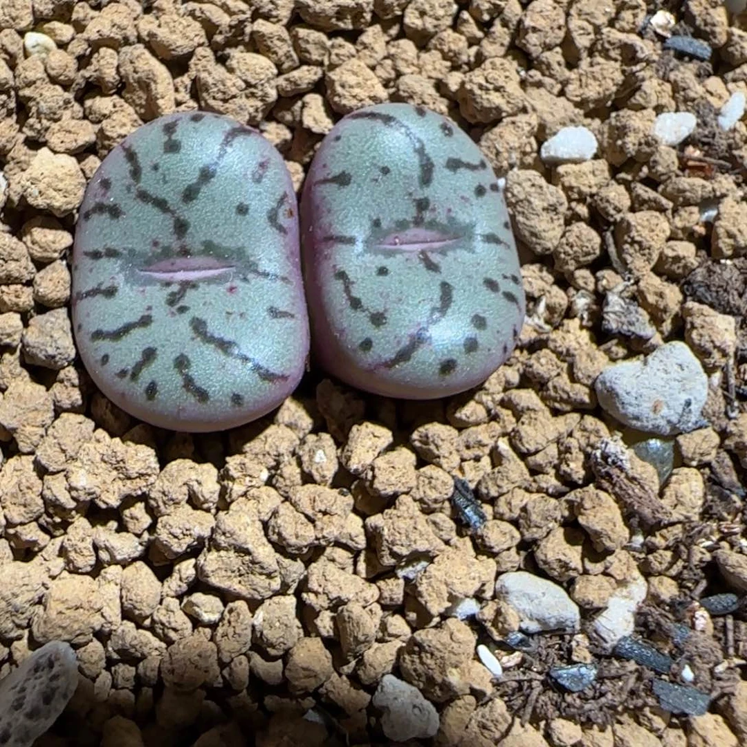 肉锥多肉植物组合-荷叶872