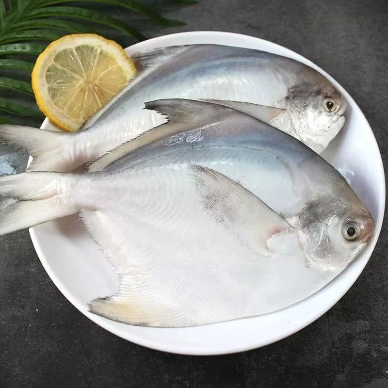 大号舟山野生海捕银鲳鱼无冰纯干高档海鲜300-400g/条