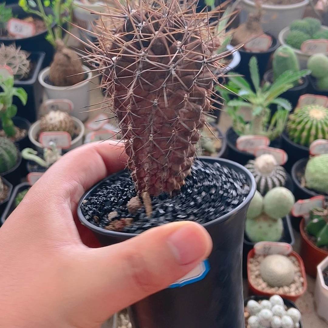 紫皮狂刺爆头一个