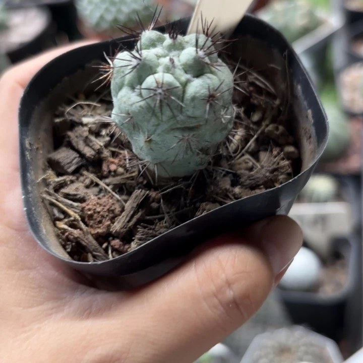 577帝王好养皮实好活
