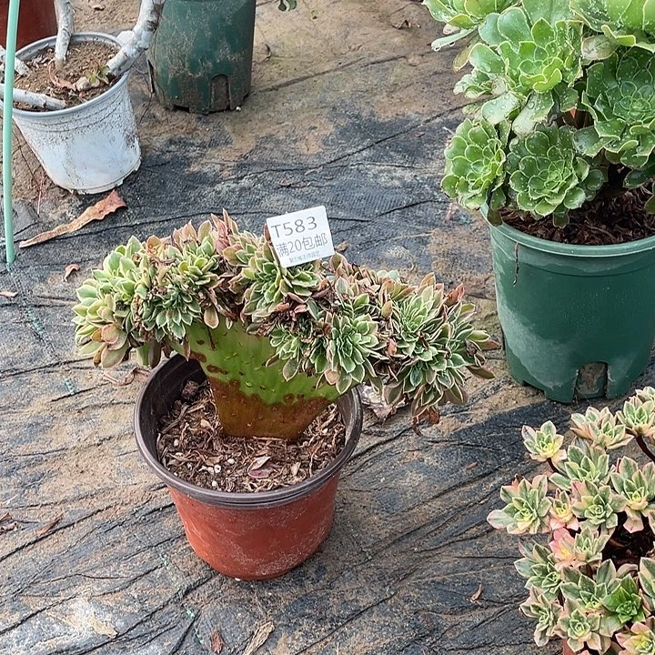 583女神缀化多肉法师