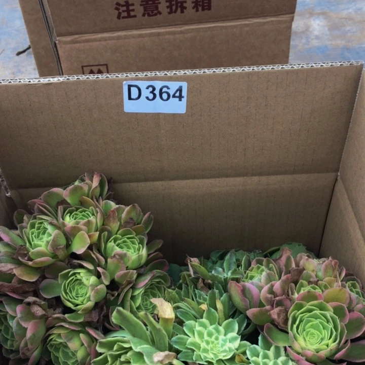 屈***家法师多肉植物组合364