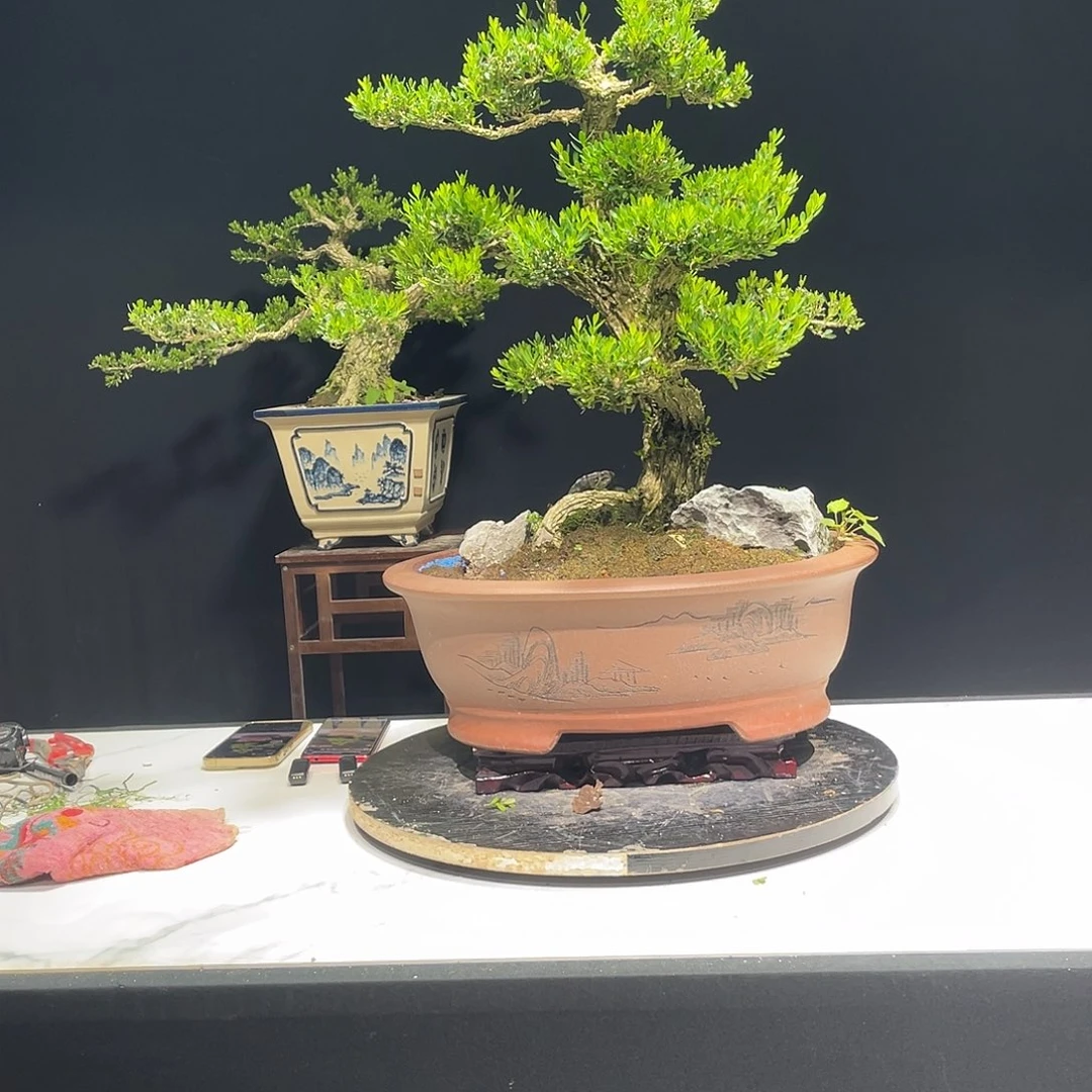 当前无花栽培后可以开花