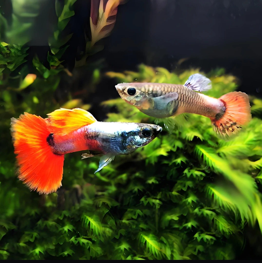 白金红尾 只补钱不补发入缸不包损 孔雀鱼热带鱼 观赏鱼 小鱼耐活