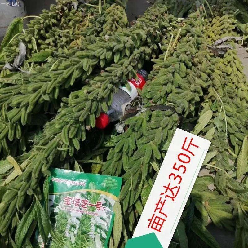 矮脚油芝麻种子中早熟非转基因白芝麻种高产白芝麻含有高榨油芝麻