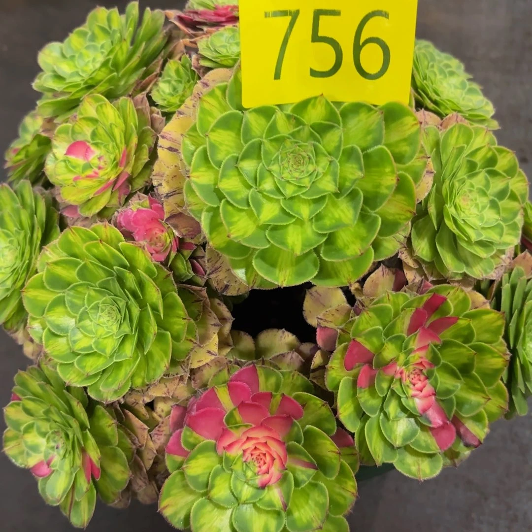 哈哈多肉葡萄福利756