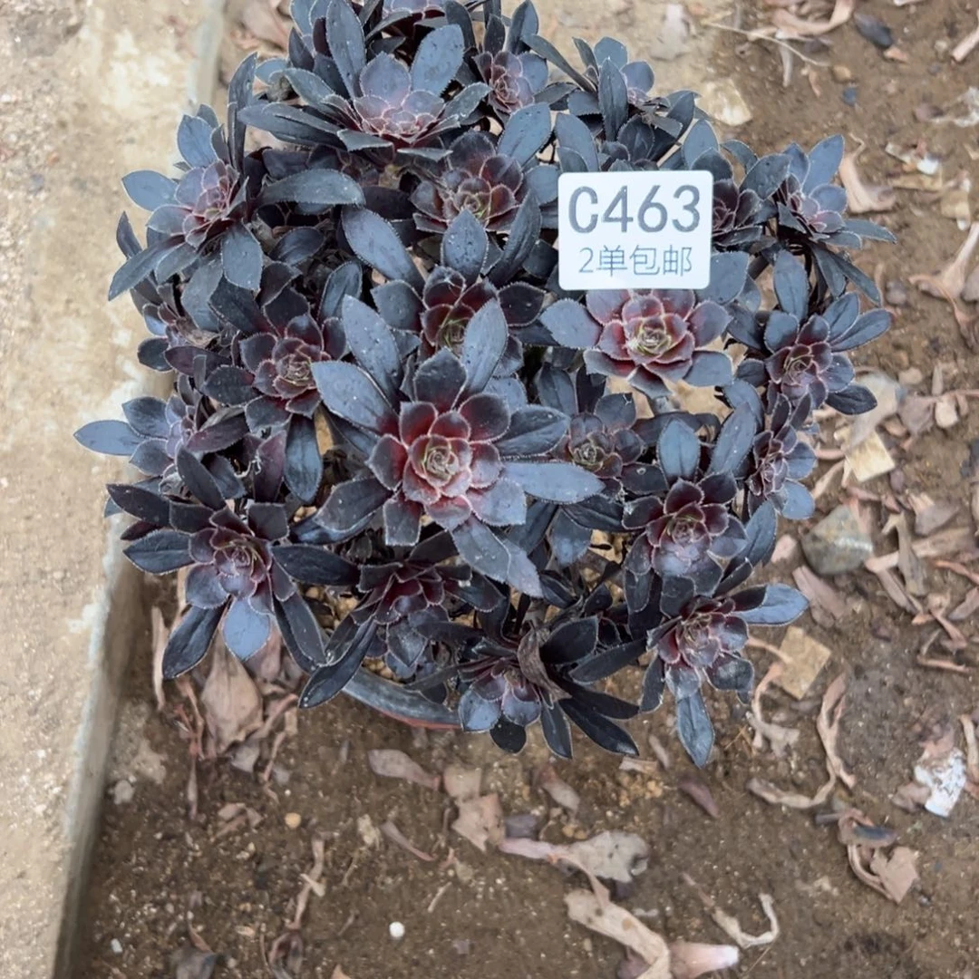463多肉  魔法师 不包断头