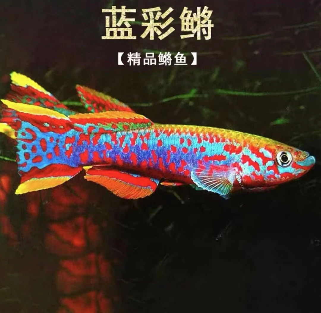 小型热带观赏鱼 蓝彩鳉